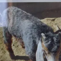 یک عددبزگم شده