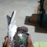 کبوتر
