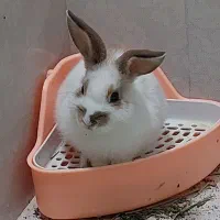 خرگوش|موش و خرگوش|قم, ناصردیوان|دیوار