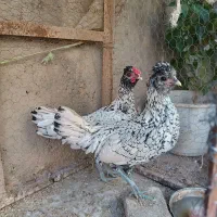 خروس مینیاتوری