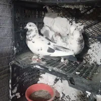 کفتر کبوتر پرشی|پرنده|اندیشه, اندیشه فاز ۲|دیوار