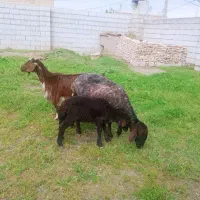 گوسفند و بز