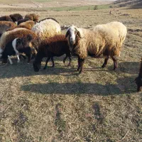 قوچ افشار  یک ساله وزن ۱۱۰ کیلو