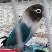 طوطی برزیلی نر|پرنده|یاسوج, |دیوار