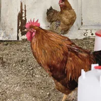 مرغ و خروس جفت تخم گزار و استثنایی