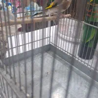 سهره جوجه قفس