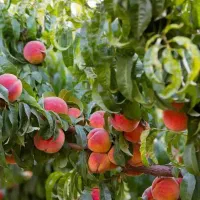 تولیدکننده پخش نهال درخت نهالستان پسته انجیرگردوقم