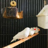 فنچ مولد|پرنده|محمدشهر, شهرک پیام (مهرالبرز)|دیوار