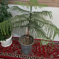 گل کاج مطبق