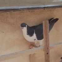 کبوتر|پرنده|فولادشهر, مسکن مهر فولادشهر|دیوار