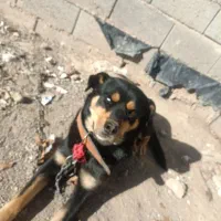 سگ رتوایلر