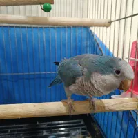 طوطی راهب سخنگو