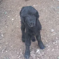 بره شیری نره افشاری