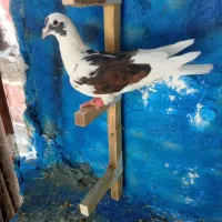 کفتر‌