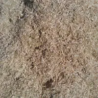 کاه لوبیا چیتی|عمده‌فروشی|زنجان, |دیوار