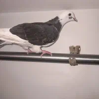 کفتر شازده تهرونی