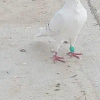 خط دار پنج فر شاخ دار نر مست