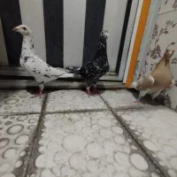 کبوتر