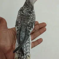 جوجه عروس هلندی دانخور|پرنده|دزفول, |دیوار