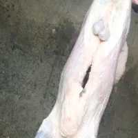 گوشت گوسفند زنده به همراه کالابرگ