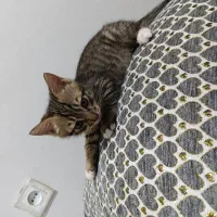 گربه|گربه|رباط‌کریم, شهرک والفجر|دیوار