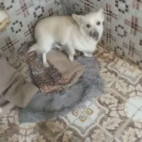 روباحی 2/5ساله جفت خورده باپامرین خرسی|سگ|زنجان, |دیوار