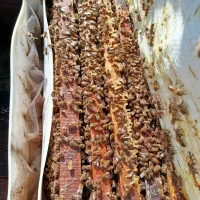 زنبورعسل‌آمریکایی