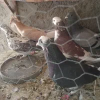 ی نر گرگی وی ماده دم سبز و ی پلاکی وی زرد ماده