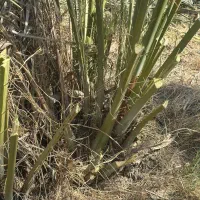 دمیت نخل کبکاب(پاجوش)|گل و گیاه طبیعی|سعدآباد, |دیوار