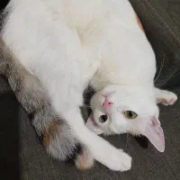 گربه ی گم شده|حیوانات|رشت, حمیدیان|دیوار