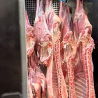 گوشت بره و میش تازه کشتار روز به قیمت عمده|خوردنی و آشامیدنی|تربت جام, بیست متری منبع آب|دیوار