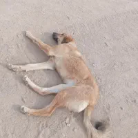 واگذاری سگ ماده جوان|سگ|رشتخوار, |دیوار