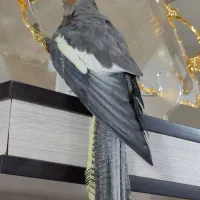 ماده سینامون اماده|پرنده|محمدیه-قزوین, |دیوار