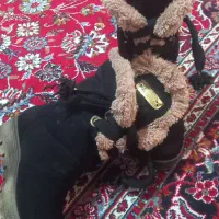 نیم بوت دخترانه|کیف، کفش، کمربند|نیشابور, گنبد سبز|دیوار