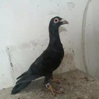 کبوتر|پرنده|قزوین, |دیوار