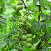 کود برای درخت گردو