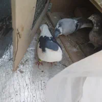 سه عدد کفتر پرشی|پرنده|شیروان (خراسان), |دیوار