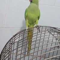 ملنگو ماده معاوضه با گوشی هم دارم