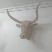 کله گاو تزیینی فارکس