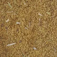 بذر یونجه درجه یک