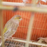 جفت قناری با گلبسر دهن دار فول اینده دار