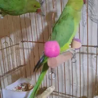 ۲ عدد طوطی ملنگو ماده