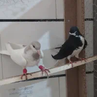 شصتی خوشرنگ کبوتر