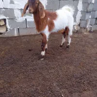 کهره چاق پلم