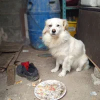 اشپیتز|سگ|رشت, لاکان شهر|دیوار