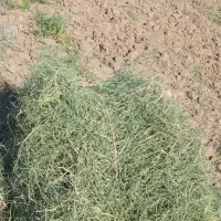 بیده علف خشک