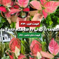 بزرگترین تخفیف گل و گیاه در خانه گلها بندرعباس