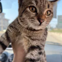 گربه واگذاری