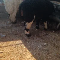 بره نر چاق