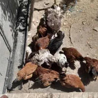 جوجه